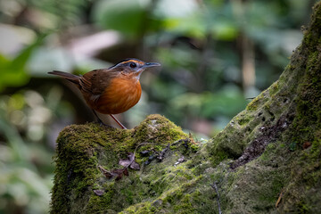 Pellorneum capistratum - Javan Black-capped Babbler