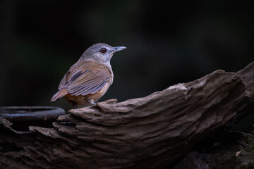 Portrait of Horsfield's Babbler (Malacocincla sepiaria)