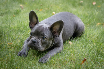 A young male French bulldog lays on the green grass