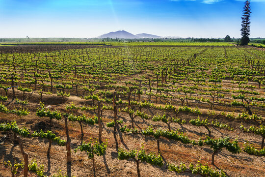 FIELD OF GRAPE PLANTATIONS, at lunchtime at the Tacama hacienda