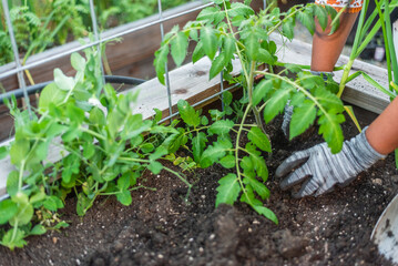 Gloved gardener tending to tomato plant in a raised garden bed.