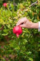 A womans hand holding a pomegranate on a tree