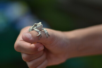 Small frog held gently in a person's hand outdoors.