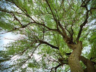 Upward view of tree branches with green leaves against sky.