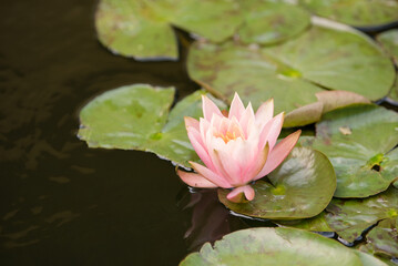 Water lily and pads in pond