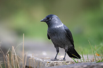 A Jackdaw stands on the stone with green background