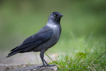 A Jackdaw stands on the stone with green background