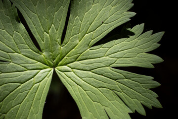 Fototapeta premium The texture of the leaf. The veins on the plant.