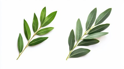 Naklejka premium set of green eucalyptus and olive leaves, isolated on a clean white background.