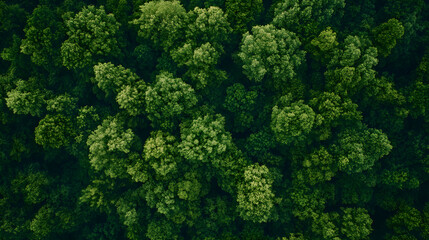 Naklejka premium broccoli close up