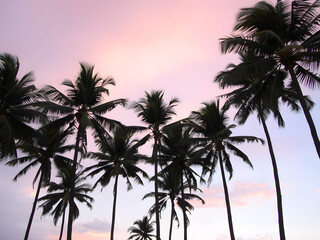 A peaceful tropical sky at dusk, with the sun setting behind a row of palm trees and the sky turning shades of purple and gold
