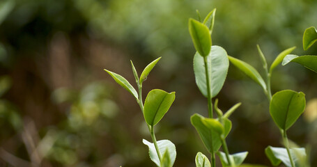 Green tea tree leaves field plant in camellia sinensis organic farm. Close up Tree tea plantations mountain green nature background in morning. Fresh young tender bud herbal Green tea tree in farm