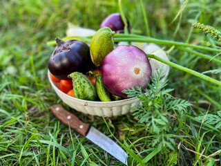 White bowl overflowing with freshly picked vegetables sitting on lush green grass