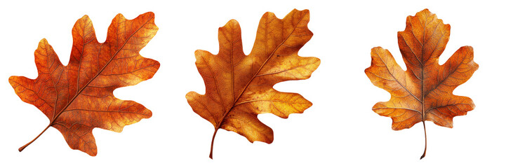 Obraz premium Autumn oak leaf isolated on transparent background graphic PNG for seasonal designs or nature illustrations