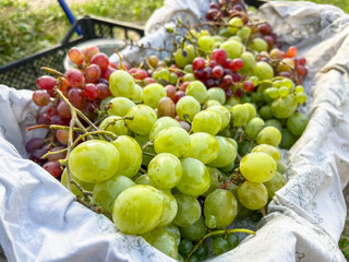 Freshly harvested green and red grapes laying in white cloth