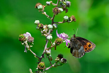 Graubindiger Mohrenfalter // Scotch argus (Erebia aethiops) - Blidinje Nationalpark, Bosnien-Herzegowina © bennytrapp