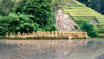 Admiring the beautiful terraced fields in Bac Quang District, Ha Giang Province, Vietnam