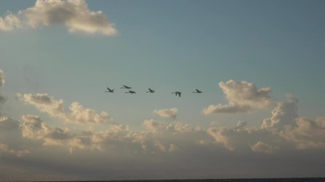 Birds Sky Clouds - A flock of swan birds flies in formation against a backdrop of fluffy clouds in a blue sky. Cygnus olor