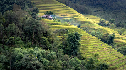 Admiring the beautiful terraced fields in Bac Quang District, Ha Giang Province, Vietnam