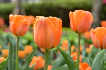 Naklejka premium Close-up of a bright orange tulip in a field of other tulips.
