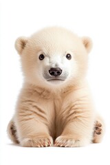 Obraz premium A charming baby polar bear, isolate on white background, radiating cuteness and innocence.