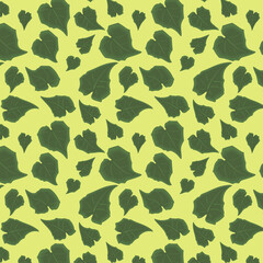 Rhodochiton atrosanguineus Mexican perennial vine plant green leaves background pattern on a single colour background.