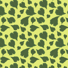 Rhodochiton atrosanguineus Mexican perennial vine plant green leaves background pattern on a single colour background.