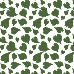 Rhodochiton atrosanguineus Mexican perennial vine plant green leaves background pattern on a single colour background.