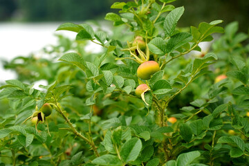 Obraz premium Green rosehip berries on a bush