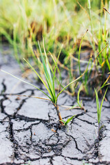 Ecological kostroph. Season of drought. Cracked dehydrated soil. Plant is pushing through the ground. Life in spite of. Vertical photo