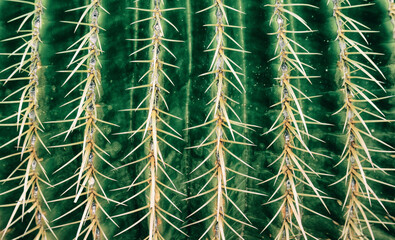 View of amazing green cactus as a background, close up, natural texture. Closeup cactus isolated on...