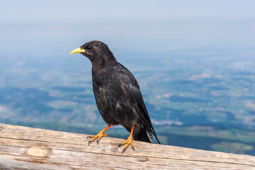 Close-up of yellow-billed chough bird sitting on the viewpoint of the Pilatus, Lucerne,...