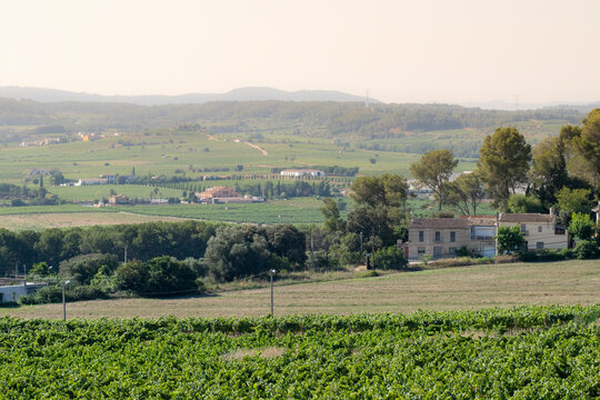 A peaceful house is enveloped by sprawling vineyards and lush greenery, epitomizing the tranquility of the countryside and the beauty of rural homesteads.