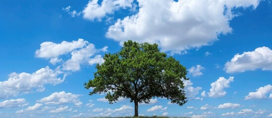 Fototapeta premium Tree Against Blue Sky and White Clouds