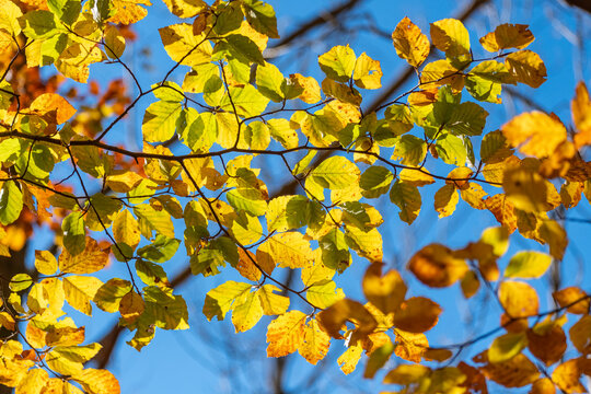 A close-up of yellow and ochre autumn leaves set against a clear blue sky, forming a vivid display of nature's colors in a striking visual composition in Montseny Spain