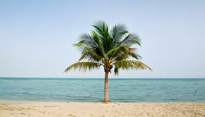 Lone Palm Tree on Beach on Tropical Island white sky