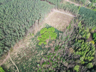 Lilijka harcerska ułożoną z rosnących w lesie drzew.