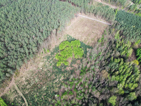 Lilijka harcerska ułożoną z rosnących w lesie drzew.
