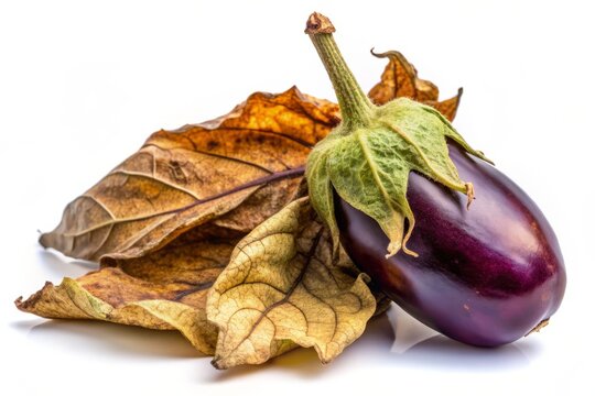 Eggplant Wilt Disease Isolated on White Background - A Close-Up Study of Plant Health