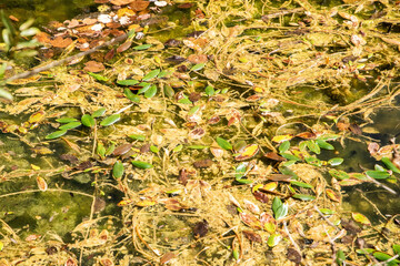Old fallen dry tree on small lake waters in the forest closeup on sunny summer day