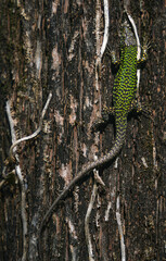 Image of an european green lizard climbing on a tree, in natural background