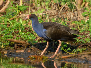 Australasian Swamphen - Porphyrio melanotus