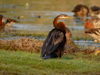 Australasian Darter - Anhinga novaehollandiae in Australia