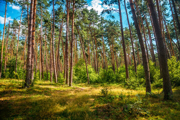 Obraz premium A magical forest with large pine trees in sunny weather.