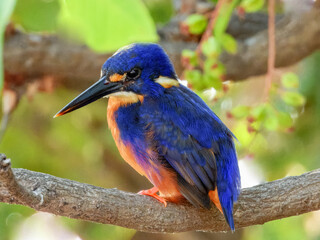 Azure Kingfisher - Ceyx azureus in Australia