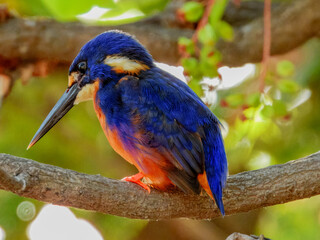 Azure Kingfisher - Ceyx azureus in Australia