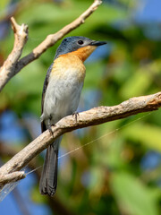 Broad-billed Flycatcher - Myiagra ruficollis in Australia