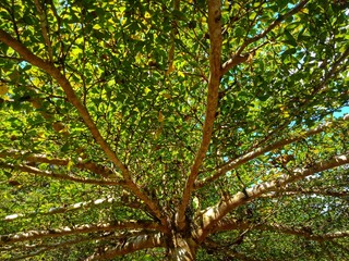 terminalia evorensis tree or ketapang kencana. nature background