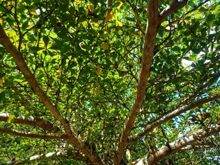 terminalia evorensis tree or ketapang kencana. nature background