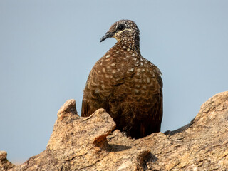 Chestnut-quilled Rock-Pigeon - Petrophassa rufipennis in Australia